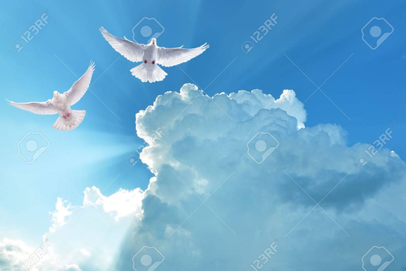 10 Top Imagenes De Cielo FULL HD 1080p For PC Background 2024 free download palomas blancas en el cielo azul simbolo de la fe fotos retratos 800x535