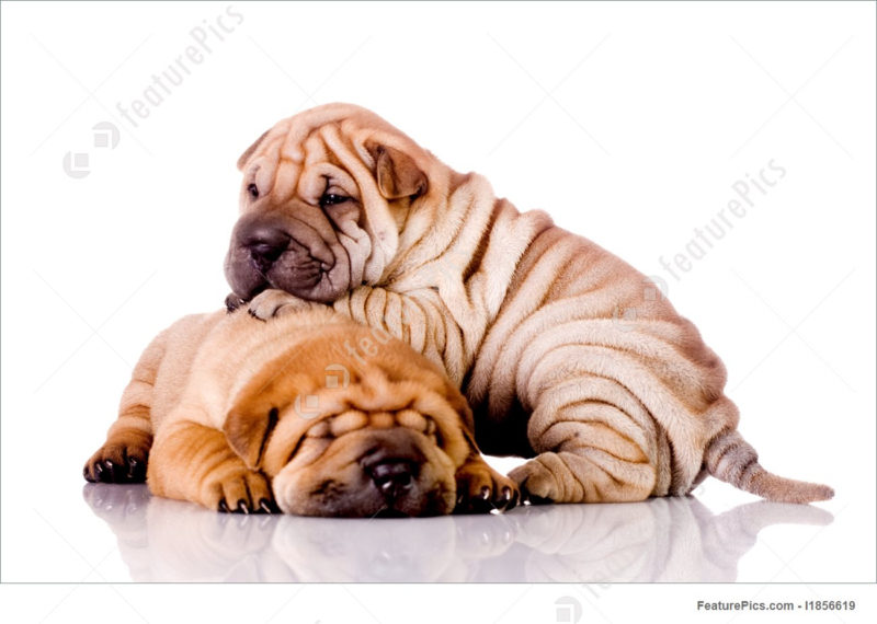 10 Top Images Of Baby Dogs FULL HD 1920×1080 For PC Desktop 2022 free download picture of two shar pei baby dogs 800x570