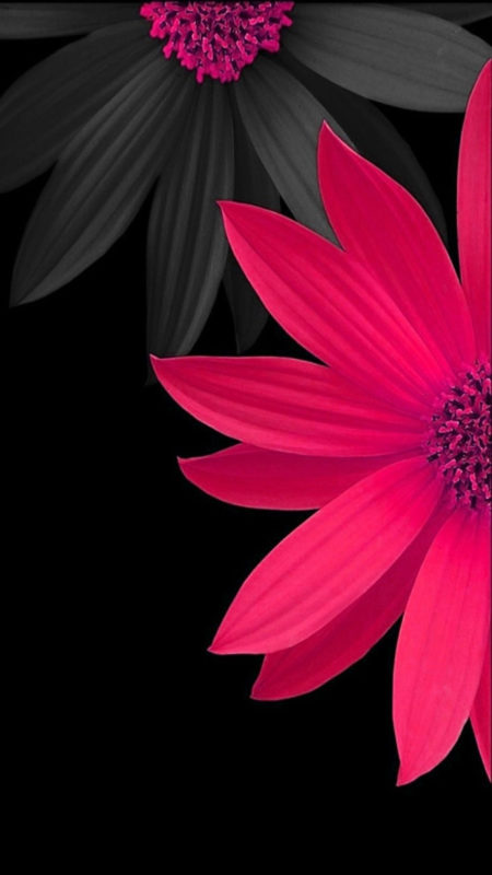 10 Best Black Flower Wallpaper FULL HD 1080p For PC Background 2024 free download pink black flower wallpaper background wallpapers 450x800
