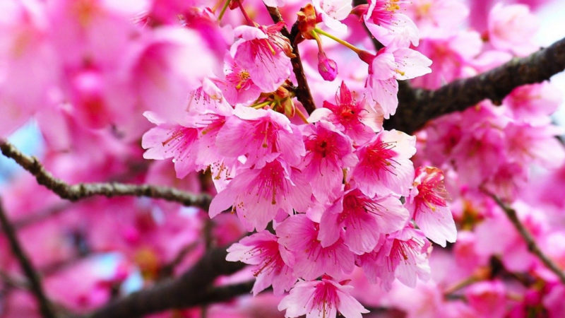 10 Most Popular Cherry Blossoms Hd Wallpaper FULL HD 1080p For PC Background 2022 free download pink cherry blossom wallpaper hd best hd wallpapers 800x450