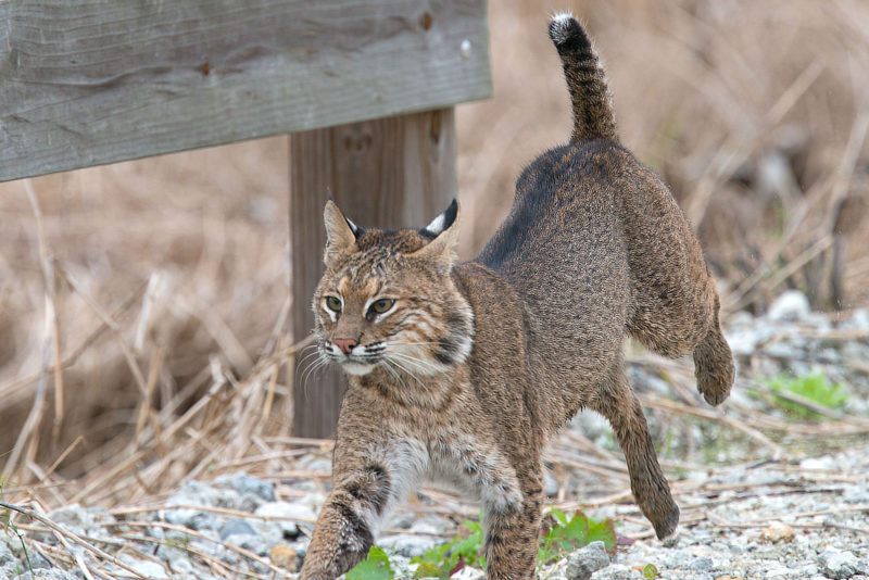 10 New Image Of Bobcat FULL HD 1080p For PC Desktop 2022 free download proposed bobcat hunting season still early in planning process 800x534