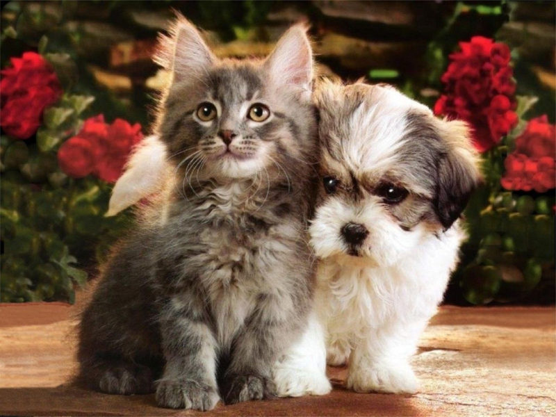 10 Most Popular Puppy And Kitten Wallpapers FULL HD 1920×1080 For PC Background 2024 free download puppies and kitten wallpaper becauseits just too cute cute 800x600