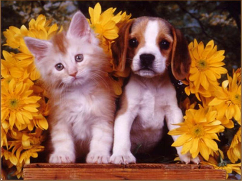 10 Most Popular Puppy And Kitten Wallpapers FULL HD 1920×1080 For PC Background 2022 free download puppies and kittens wallpapers wallpaper cave 13 800x600