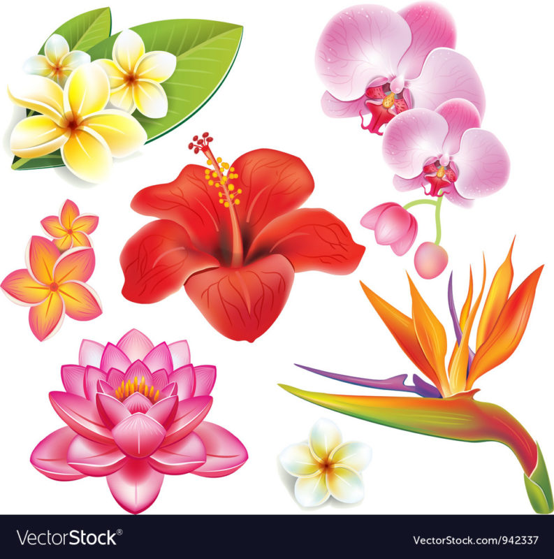 10 Latest Images Of Tropical Flowers FULL HD 1080p For PC Background 2022 free download set of tropical flowers royalty free vector image 793x800