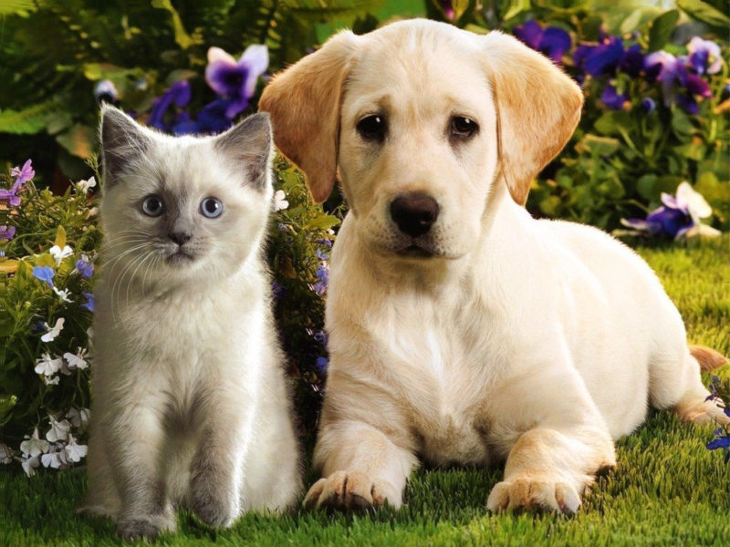 10 Most Popular Puppy And Kitten Wallpapers FULL HD 1920×1080 For PC Background 2024 free download teddybear64 images kittens puppies hd wallpaper and background 800x600