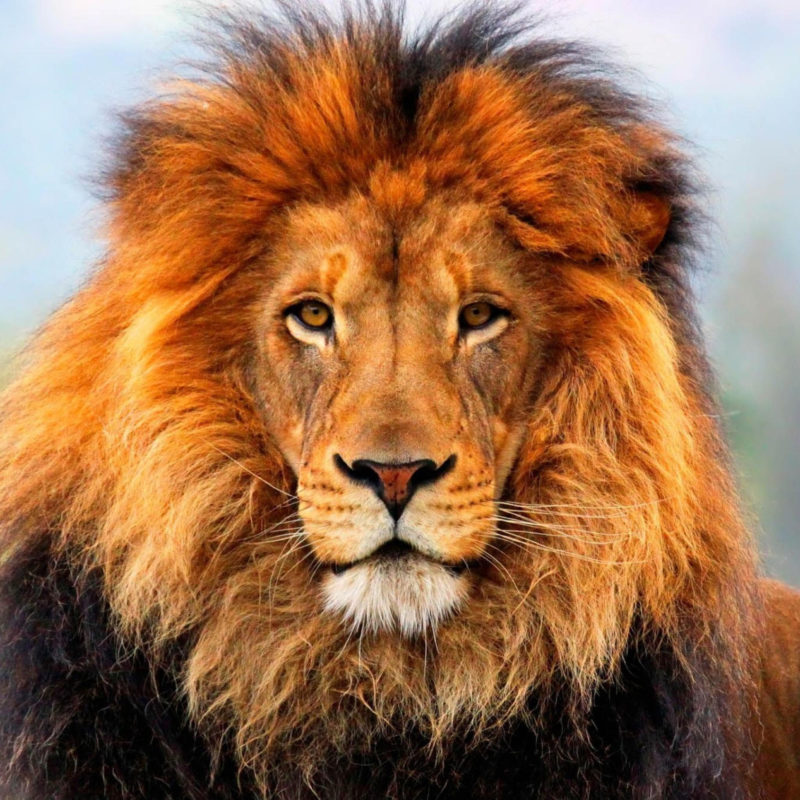 10 Most Popular Picture Of Lion FULL HD 1080p For PC Background 2022 free download the asiatic lion once lived in armenia history of armenia 800x800