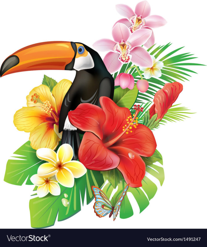 10 Latest Images Of Tropical Flowers FULL HD 1080p For PC Background 2024 free download tropical flowers and toucan royalty free vector image 671x800
