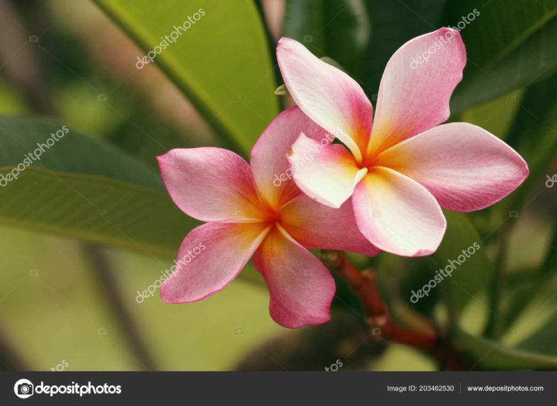 10 Latest Images Of Tropical Flowers FULL HD 1080p For PC Background 2024 free download tropical flowers pink frangipani stock photo oilslo 203462530 800x584