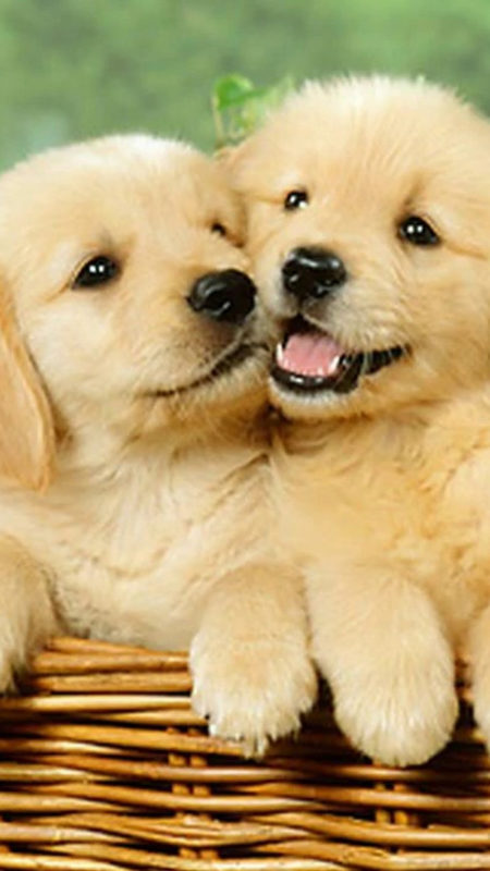 10 Latest 3D Puppy Wallpaper FULL HD 1920×1080 For PC Background 2022 free download wallpaper cute puppies iphone 2019 3d iphone wallpaper 450x800