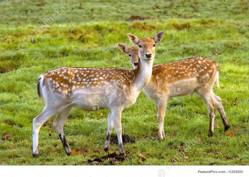 10 Latest Images Of Deers FULL HD 1920×1080 For PC Desktop 2022 free download wildlife animals two deers stock image i1204205 at featurepics 800x569