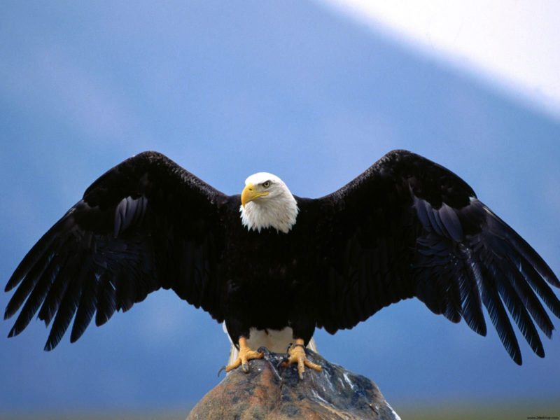 10 Most Popular Bald Eagle Hd Wallpapers FULL HD 1920×1080 For PC Background 2022 free download wingspan bald eagle wallpapers hd wallpapers id 4865 800x600