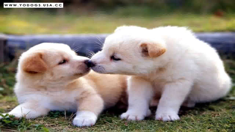 10 Top Images Of Baby Dogs FULL HD 1920×1080 For PC Desktop 2023 free download worlds cutest puppies ever baby dogs pics collection youtube 2 800x450