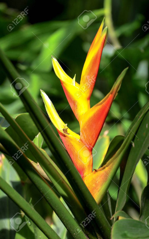 10 Latest Images Of Tropical Flowers FULL HD 1080p For PC Background 2024 free download yellow and orange exotic tropical flowers stock photo picture and 499x800