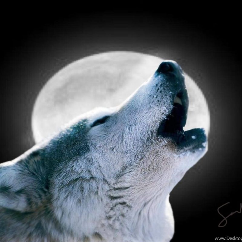 10 Best Wolf Howling At The Moon Picture FULL HD 1080p For PC Background 2024 free download 10 latest pics of wolf howling at the moon full hd 1920x1080 for pc 800x800