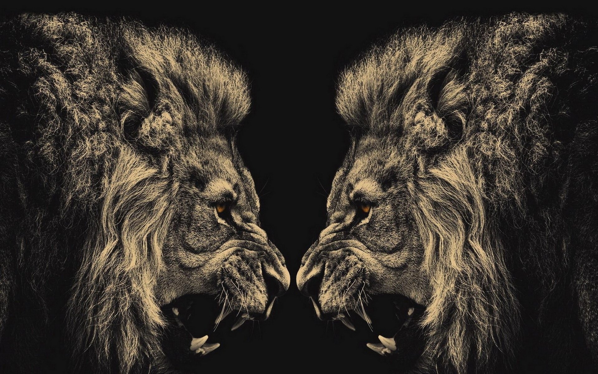 10 Most Popular Angry Lion Wallpaper Black And White FULL ...