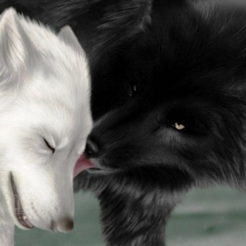 10 Top Black And White Wolves Together Wallpaper FULL HD 1080p For PC Background 2022 free download 16 amazing wolf wallpapers hd tapandaola111 800x800