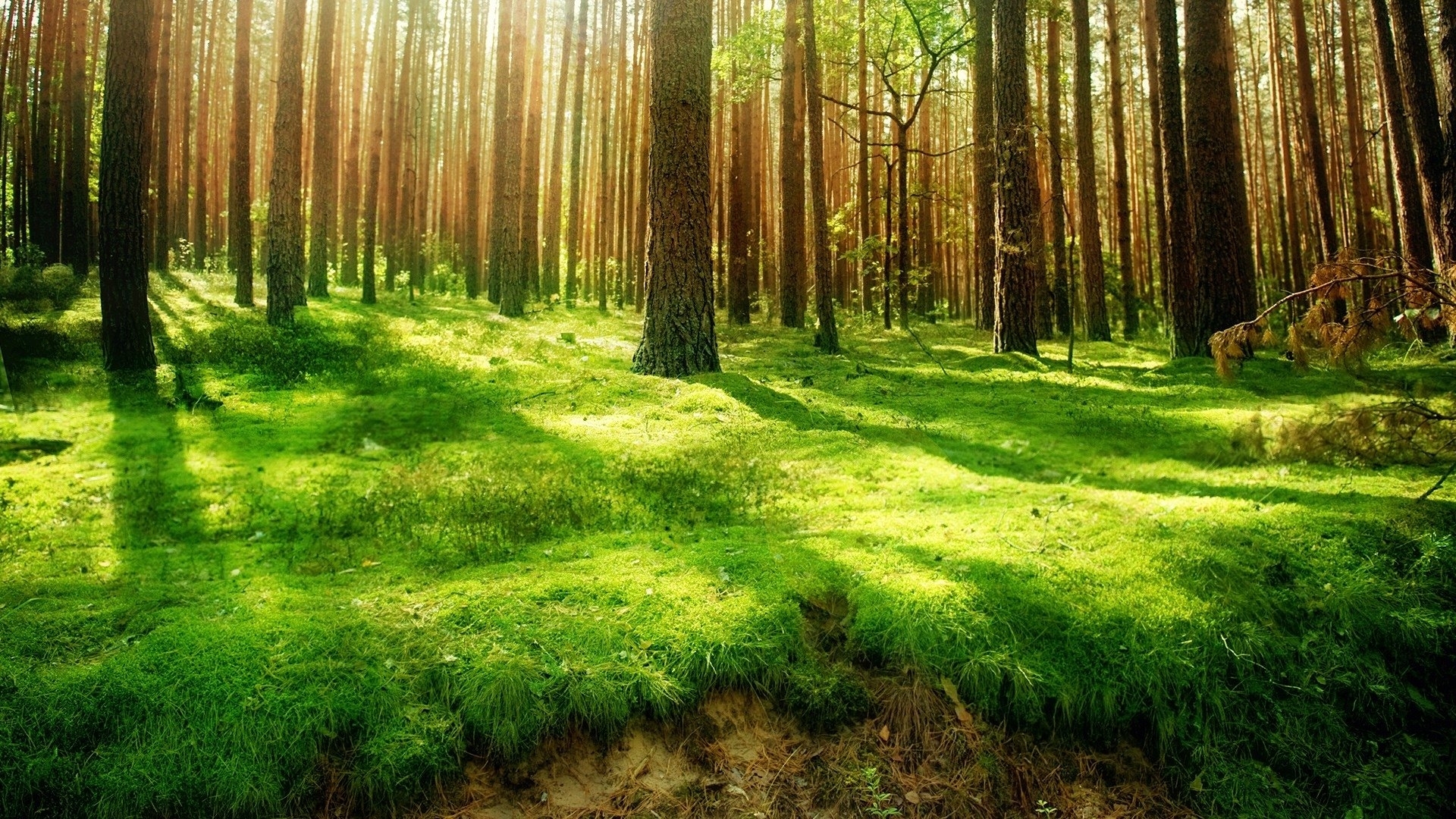 1763 forest hd wallpapers | background images - wallpaper abyss