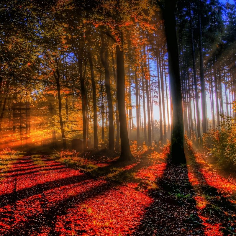 10 Best Hd Beautiful Forest Wallpaper FULL HD 1920×1080 For PC Desktop 2022 free download 1763 forest hd wallpapers background images wallpaper abyss 800x800