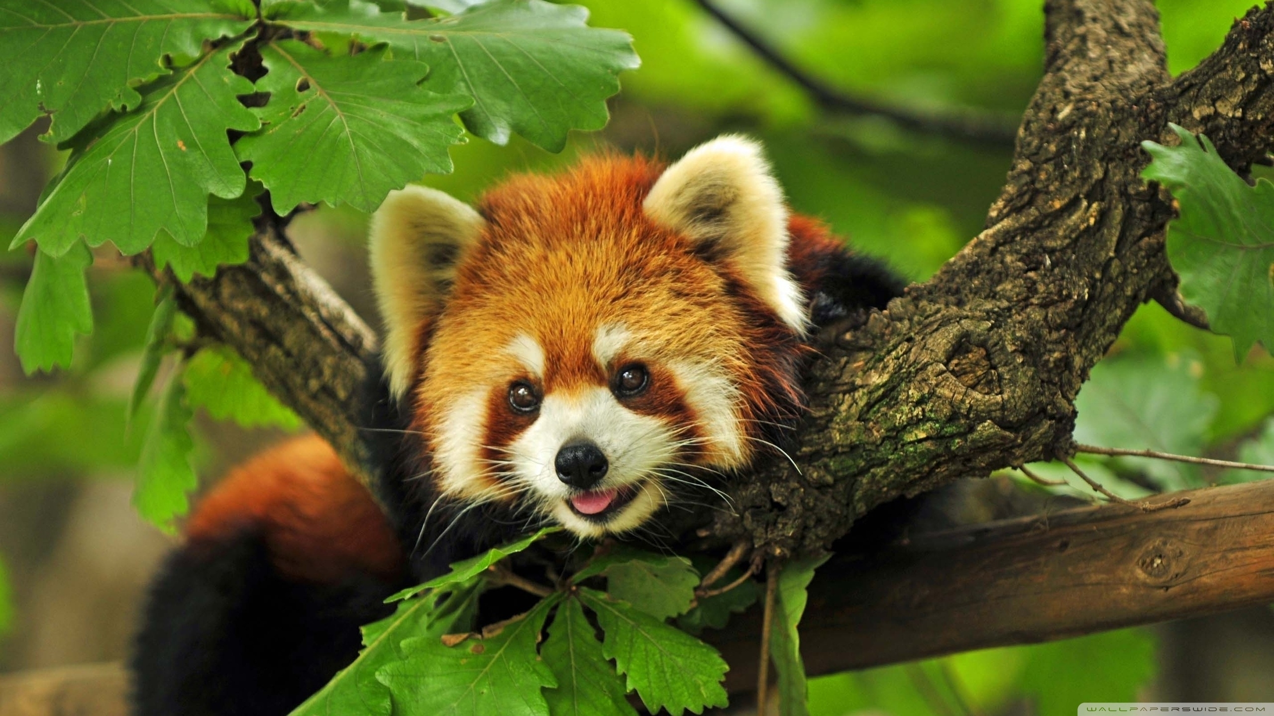 193 red panda hd wallpapers | background images - wallpaper abyss