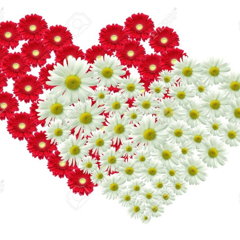 10 Best Pictures Of Flowers And Hearts FULL HD 1920×1080 For PC Background 2022 free download 2 big heart made of red and white flowers stock photo picture and 800x800