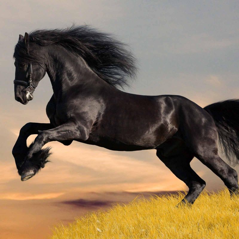 10 Latest Horse Backgrounds For Computer FULL HD 1920×1080 For PC Desktop 2022 free download 23 beautiful hd horse wallpapers hdwallsource 800x800