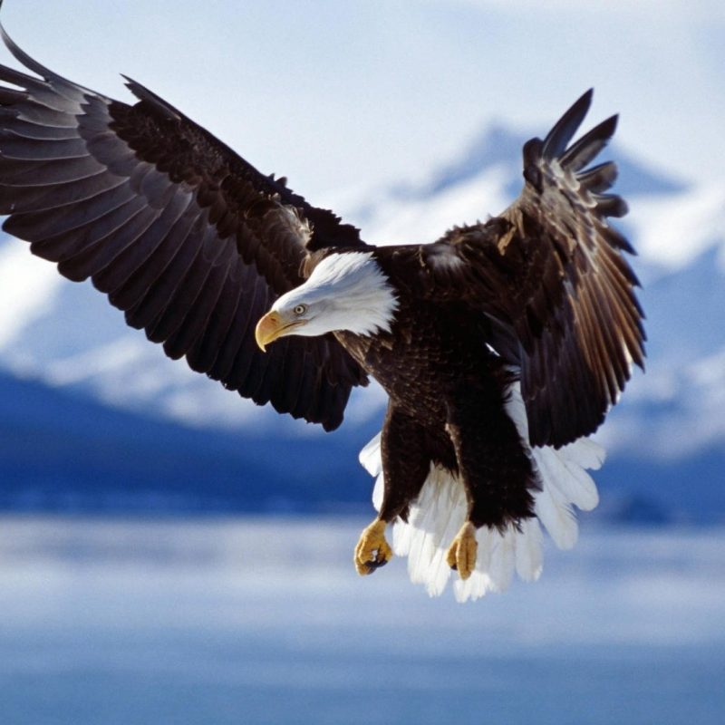 10 New American Bald Eagle Wallpaper FULL HD 1920×1080 For PC Desktop 2022 free download 231 bald eagle hd wallpapers background images wallpaper abyss 1 800x800