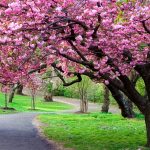 234 cherry blossom hd wallpapers | background images - wallpaper abyss