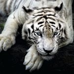 234 white tiger hd wallpapers | background images - wallpaper abyss