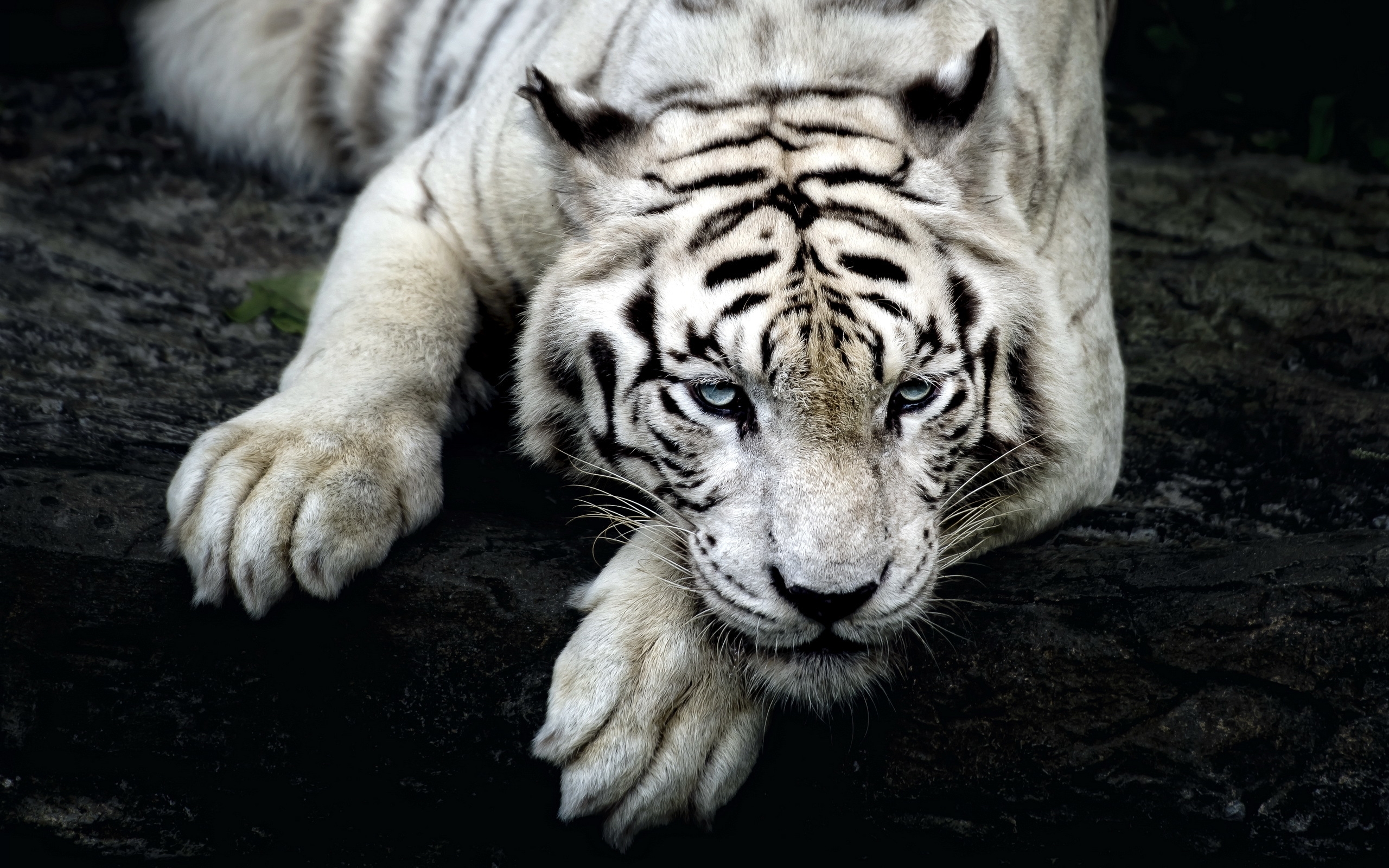 234 white tiger hd wallpapers | background images - wallpaper abyss