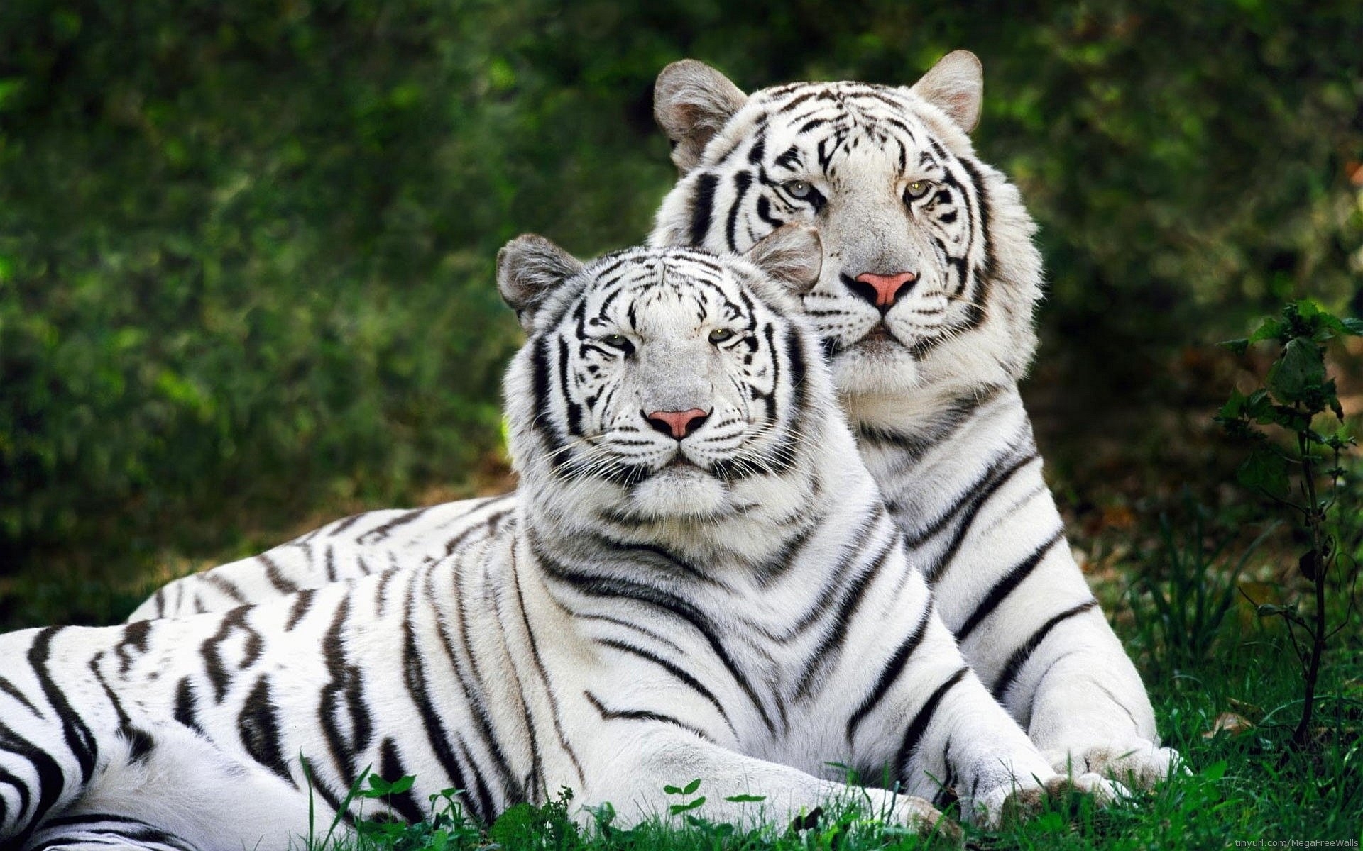 10 Top White Tiger Hd Wallpapers 1080P FULL HD 1080p For PC Background