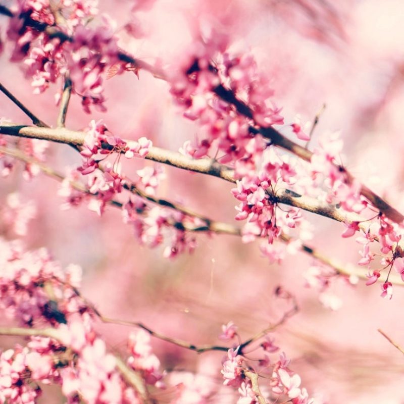 10 Latest Cherry Blossoms Iphone Wallpaper FULL HD 1080p For PC Desktop 2022 free download 27 floral iphone 7 plus wallpapers for a sunny spring preppy 800x800