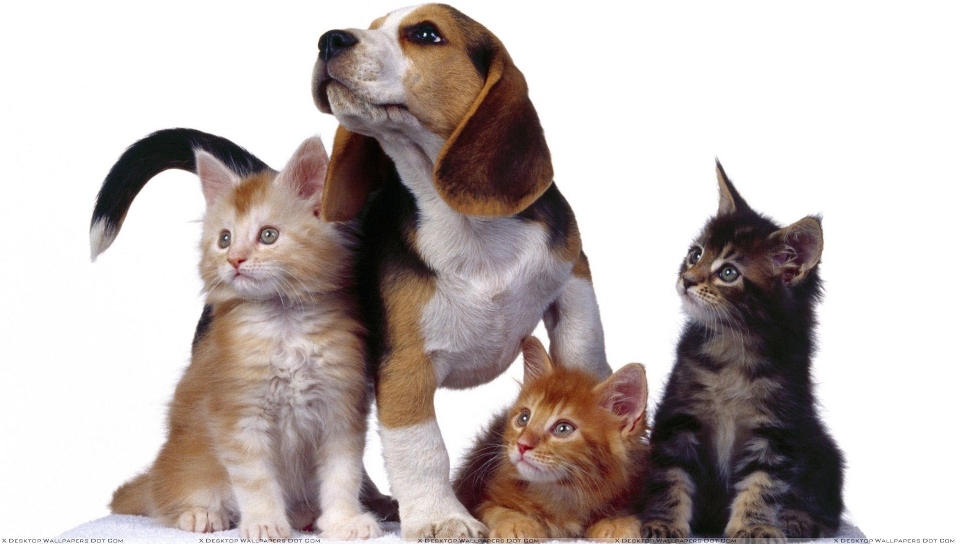 3 cats with dog on white background wallpaper