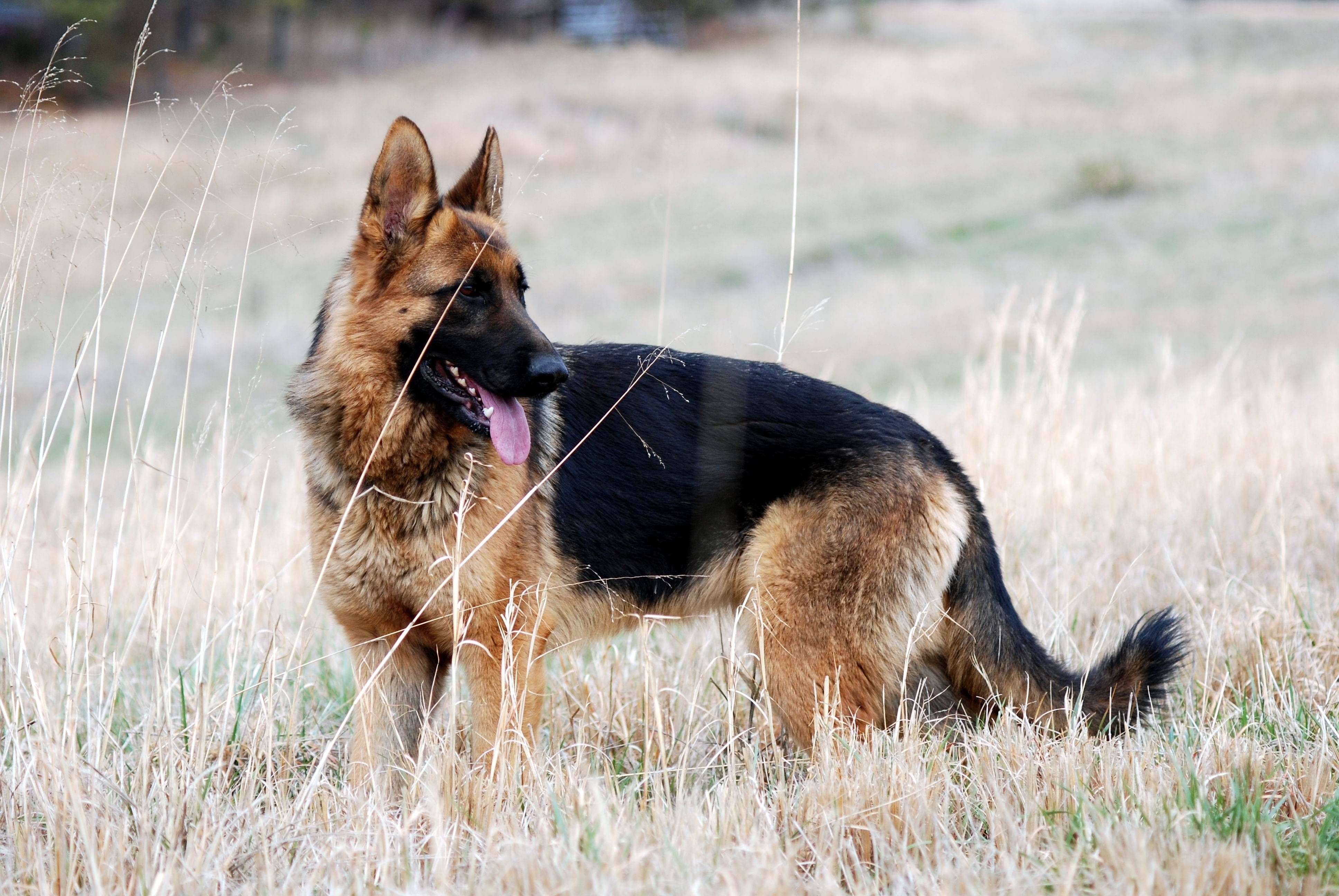 Собака немецкой породы описание. German Shepherd немецкая овчарка. Немецкая овчарка Шеферд. Чистокровная немецкая овчарка. Немецкая сторожевая овчарка.