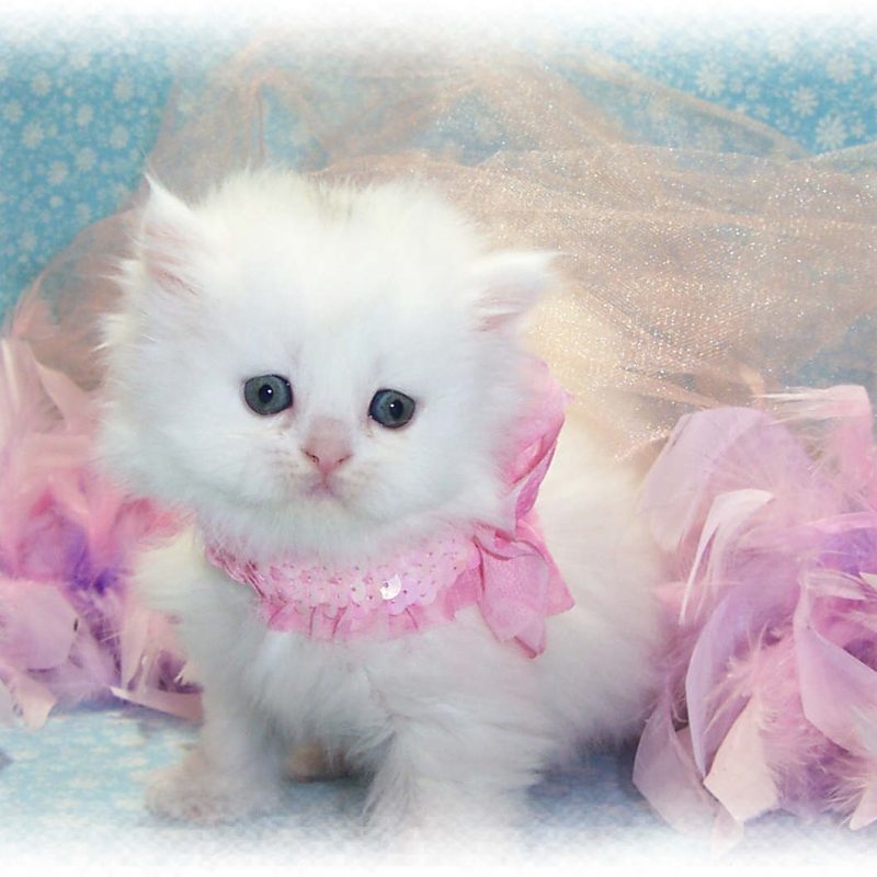 10 New Cute White Cat Pictures FULL HD 1920×1080 For PC Desktop 2022 free download 30 lovely cute cats pictures 800x800