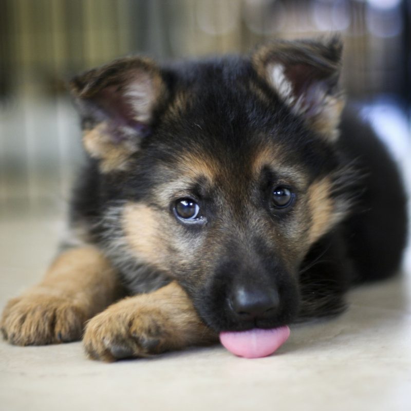 10 Most Popular German Shepherd Puppy Wallpaper FULL HD 1080p For PC Desktop 2022 free download 36 wonderful german shepherd puppy pictures and images 800x800