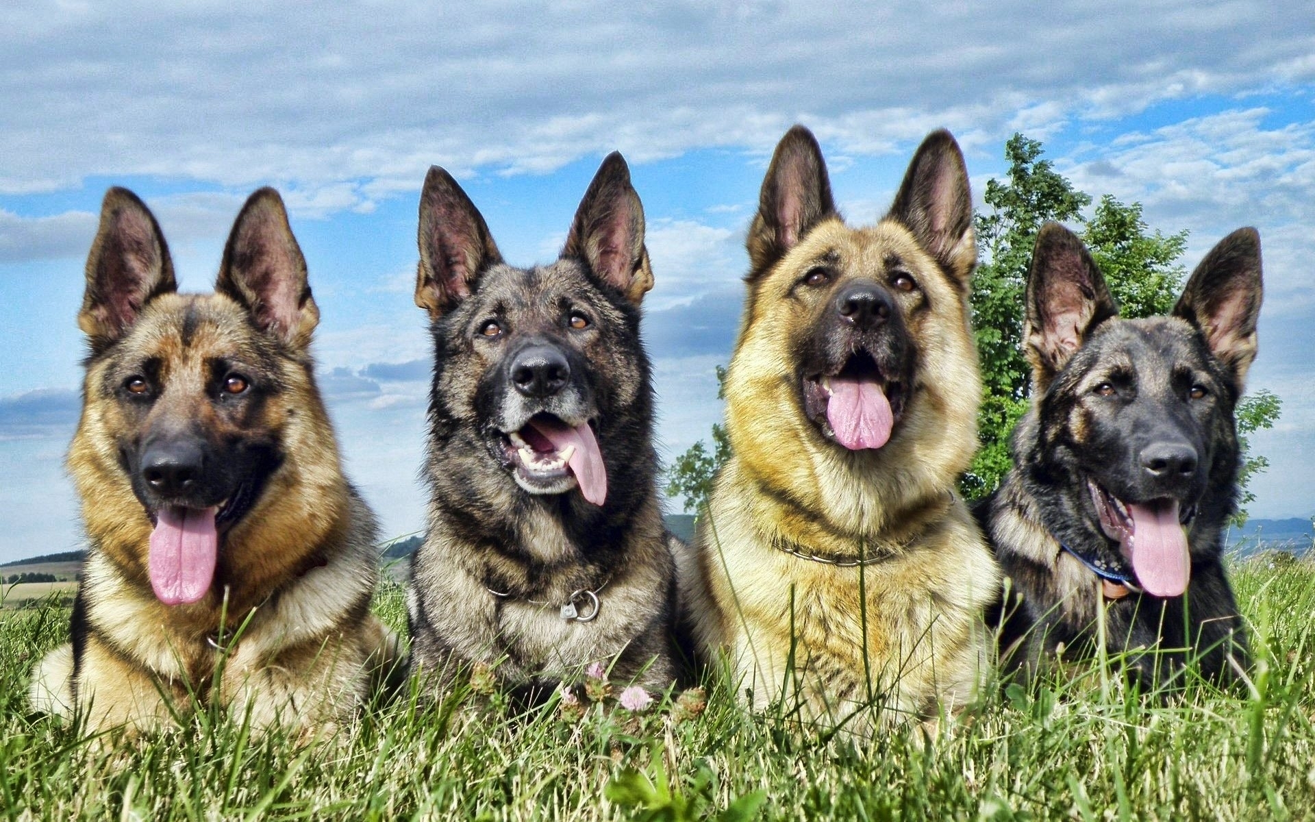 380 german shepherd hd wallpapers | background images - wallpaper abyss