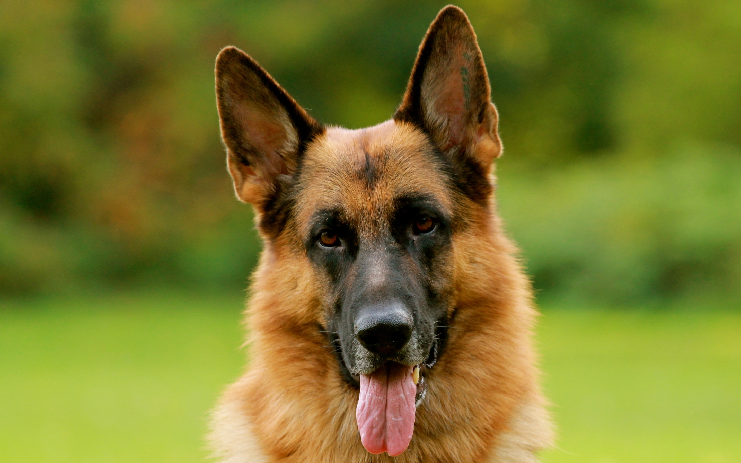 10 Most Popular German Shepherd Dog Images Hd FULL HD 1920×1080 For PC Background