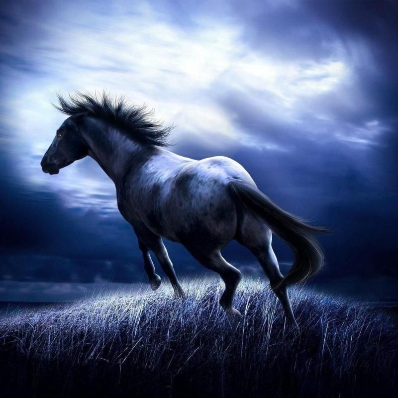 10 Latest Horse Backgrounds For Computers FULL HD 1920×1080 For PC Background 2022 free download 3d wallpaper pictures horse 3d desktop wallpapers and pictures 800x800