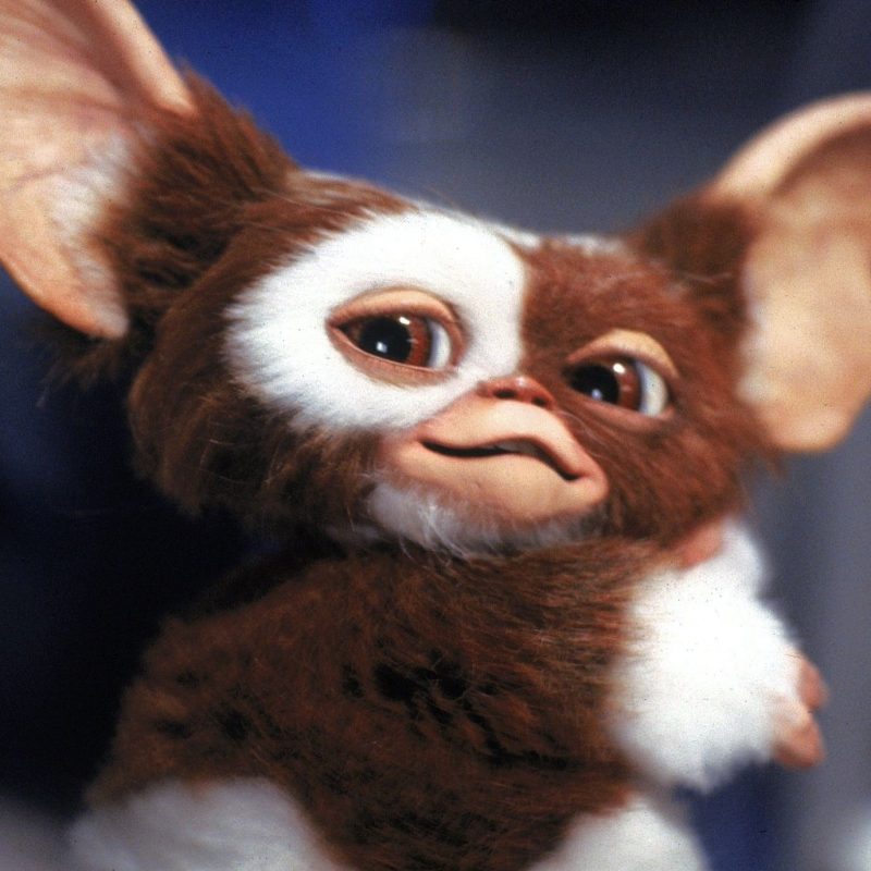 10 Latest Pictures Of Gizmo From Gremlins FULL HD 1080p For PC Background 2023 free download 5 best movies to watch gremlins gremlins movie and horror 800x800
