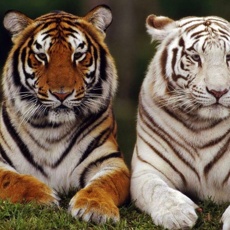 10 Most Popular Pictures Of White Tigers FULL HD 1920×1080 For PC Background 2022 free download 7 facts about white tigers some interesting prepossessing tiger 800x800