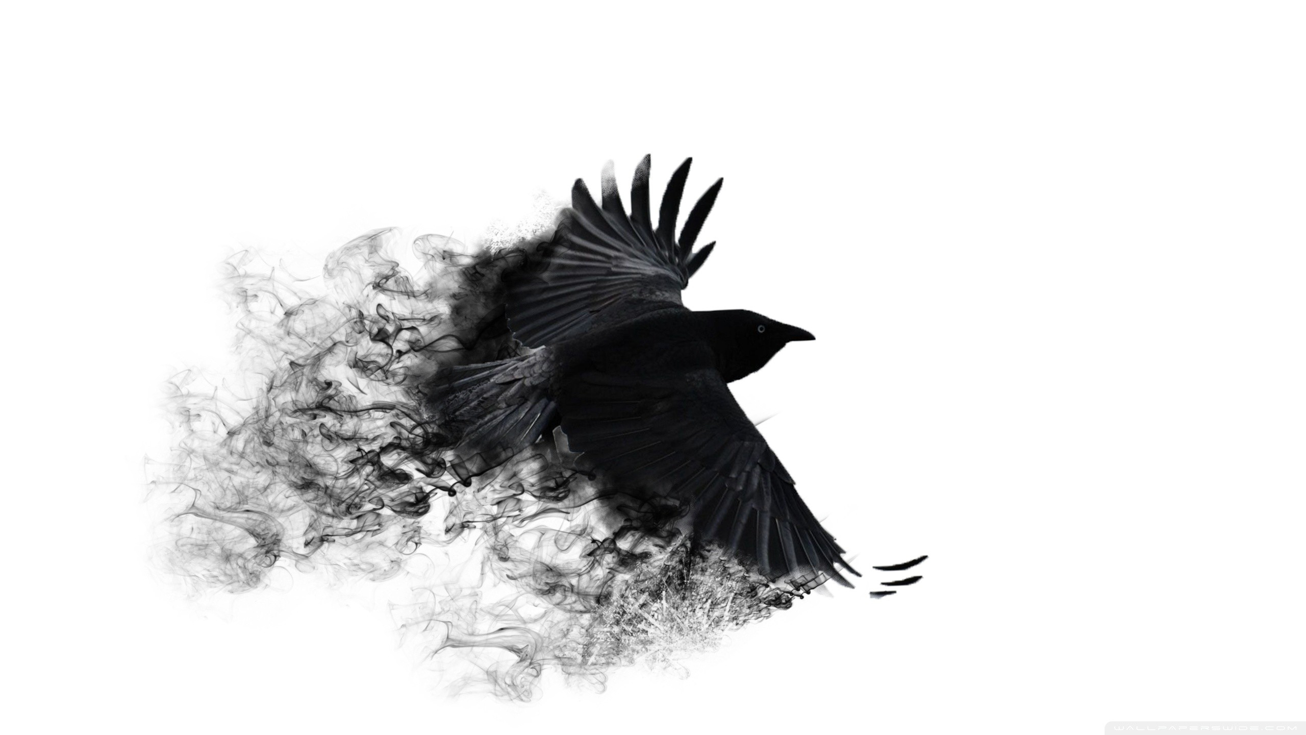 10 Top Black Crow Wallpaper FULL HD 1920×1080 For PC Background