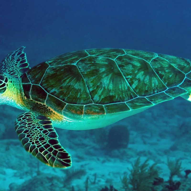 10 Best Sea Turtle Hd Wallpaper FULL HD 1080p For PC Background 2022 free download 8 sea turtle hd wallpapers background images wallpaper abyss 800x800