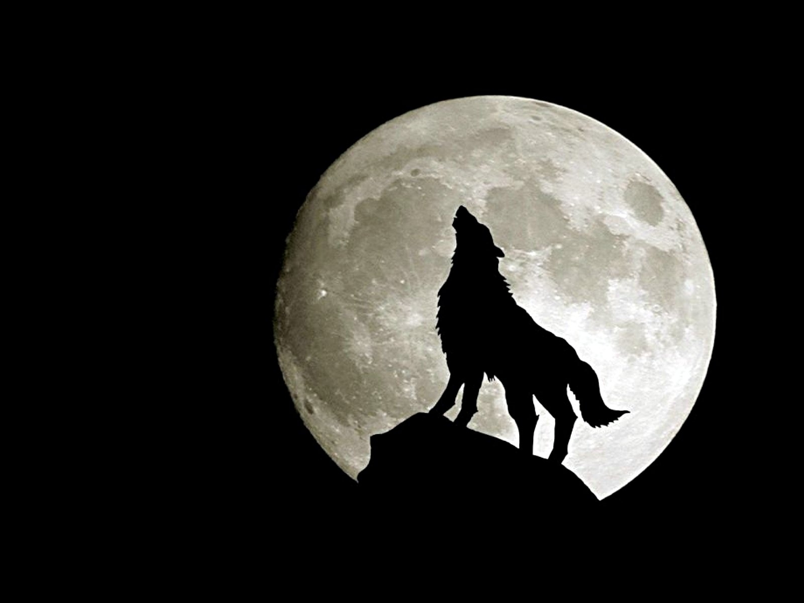 10 Top Moon And Wolf Wallpaper FULL HD 1920×1080 For PC Background