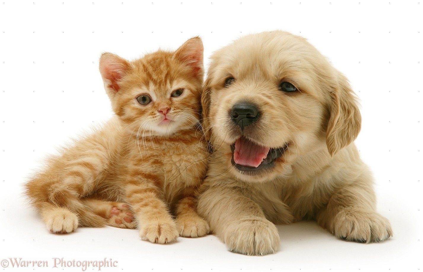 Картинки котят и щенят. Собачки и кошечки. Щенок и котенок. Красивые домашние животные. Милые котики и собачки.