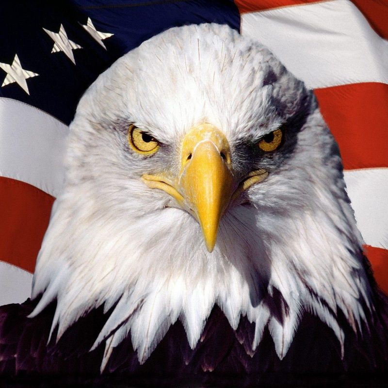 10 Most Popular American Flag Eagle Wallpaper FULL HD 1080p For PC Desktop 2022 free download american bald eagle wallpapers wallpaper cave 800x800