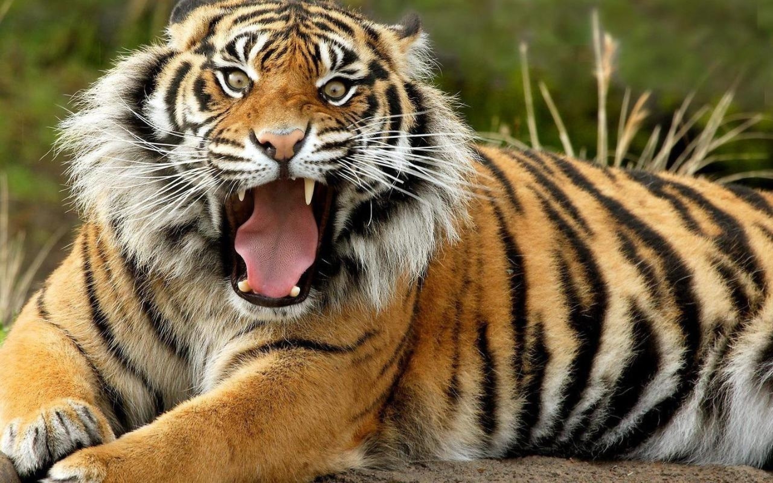 Тигр лень. Тигр. Животные тигр. Малайский тигр. Морда тигра.