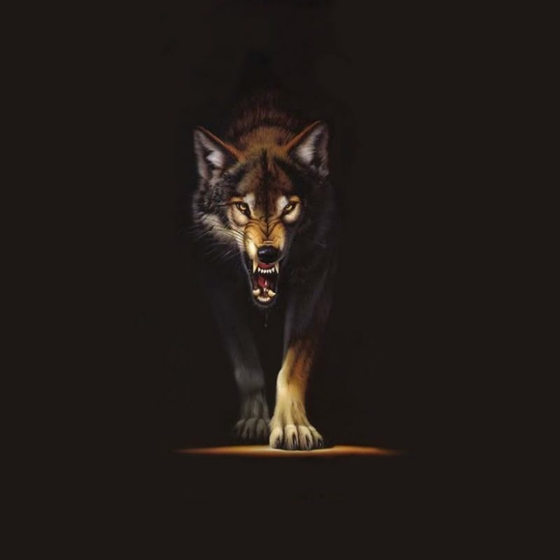 10 New Wolf Wallpaper Hd 1080P FULL HD 1920×1080 For PC Background 2022 free download angry wolf wallpaper group with 59 items 1 800x800