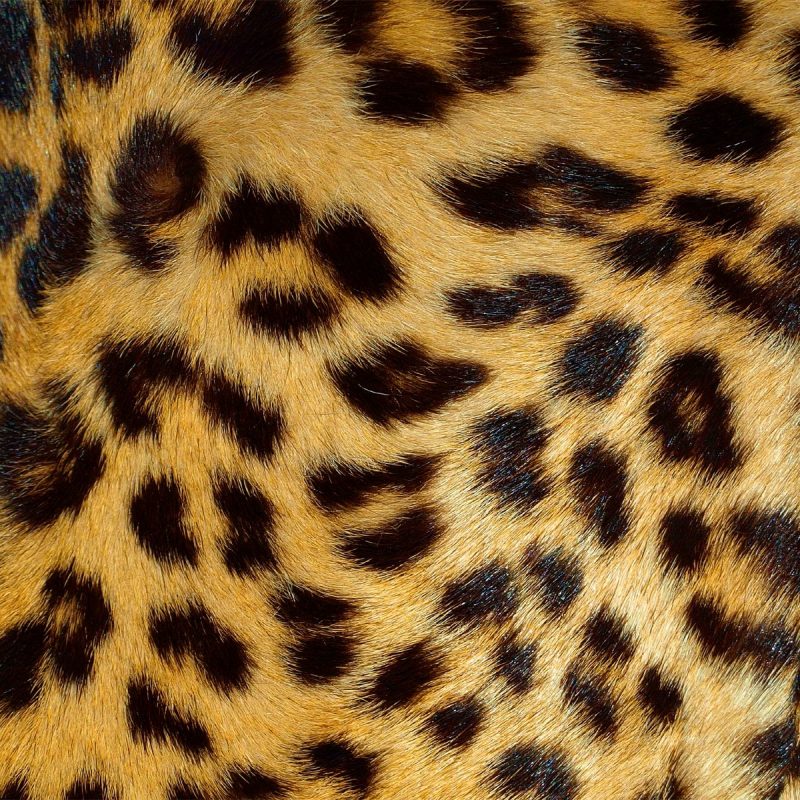 10 New Leopard Print Wallpaper Hd FULL HD 1080p For PC Background 2022 free download animal print wallpaper hd wallpaper wiki 800x800
