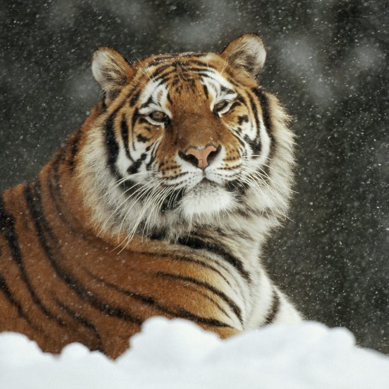 10 New Siberian Tiger Wallpaper Hd 1080P FULL HD 1080p For PC Background 2022 free download animals siberian animals tiger wallpapers hd animal for hd 169 800x800