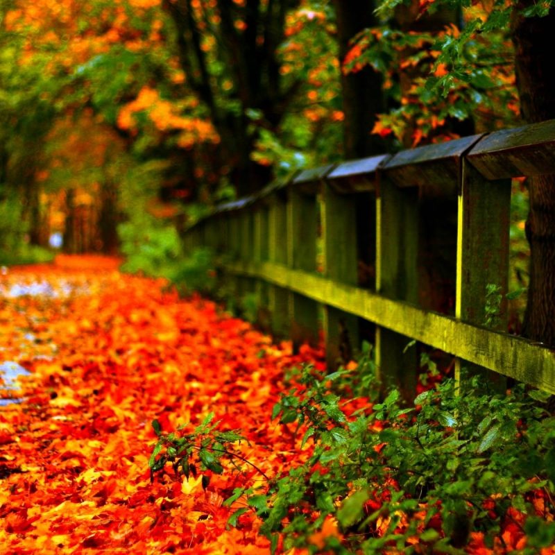 10 Most Popular Autumn Leaves Wallpaper Hd FULL HD 1920×1080 For PC Desktop 2024 free download autumn 2017 leaves wallpaper hd 1 media file pixelstalk 800x800